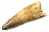 Fossil Spinosaurus Tooth - Real Fossil Tooth #357689-1